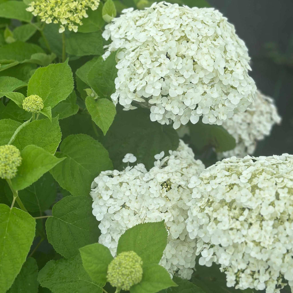 Incrediball® Smooth Hydrangea