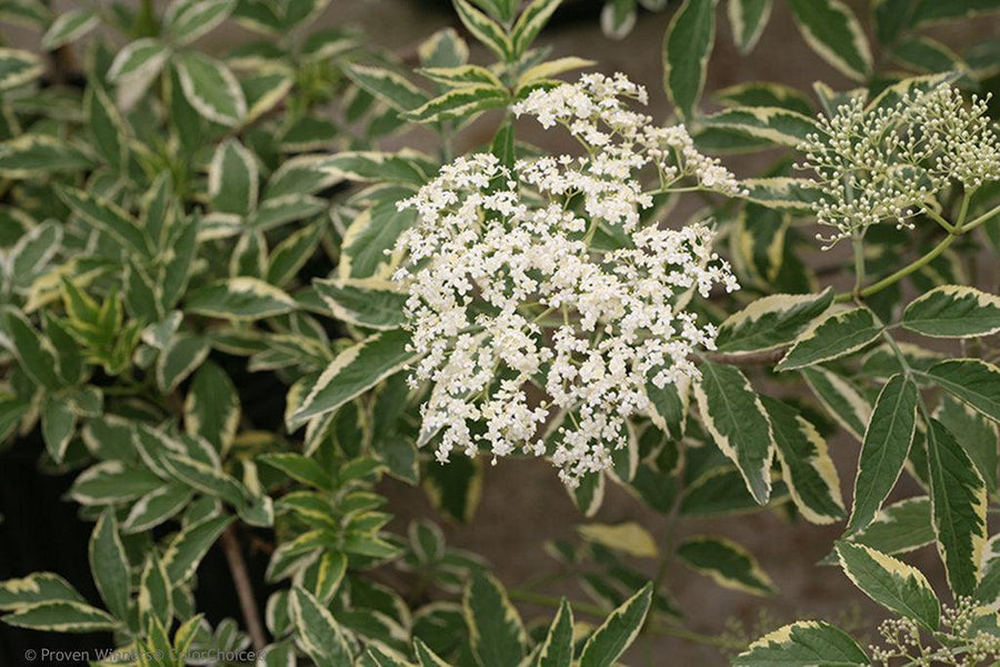 Instant Karma® Elderberry