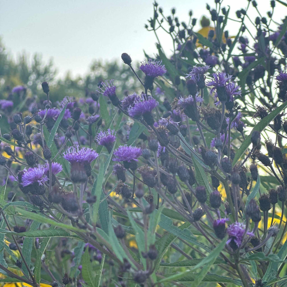 Iron Butterfly Narrow-leaf Ironweed