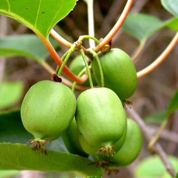 Issai Mini Kiwi Fruit