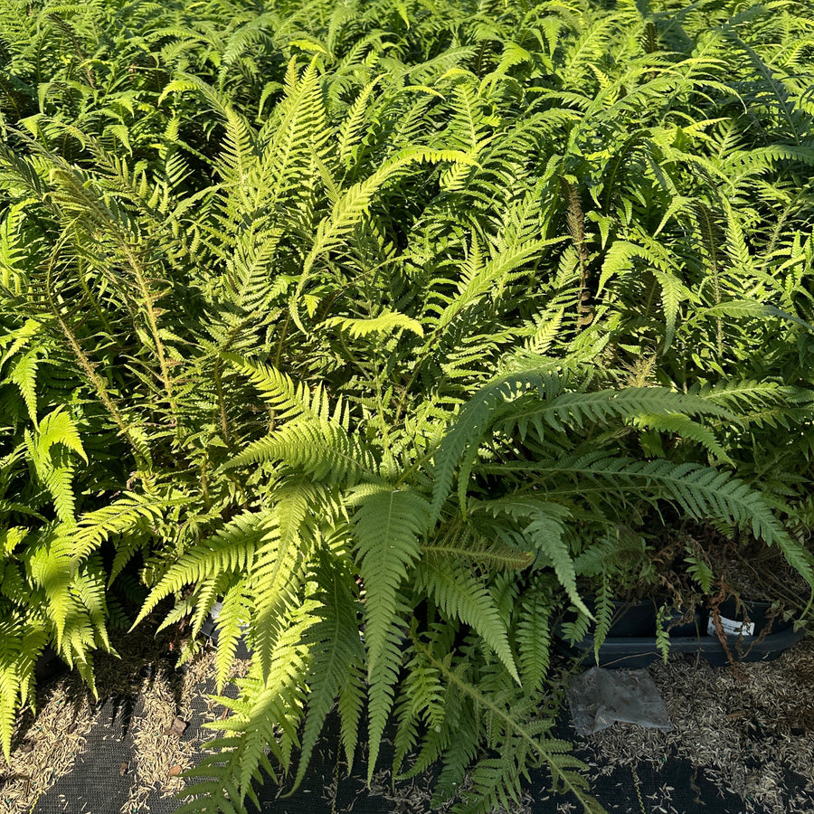 Japanese Beech Fern