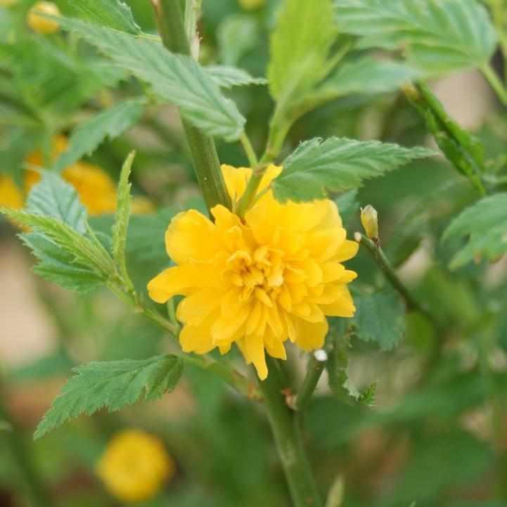 Japanese Kerria