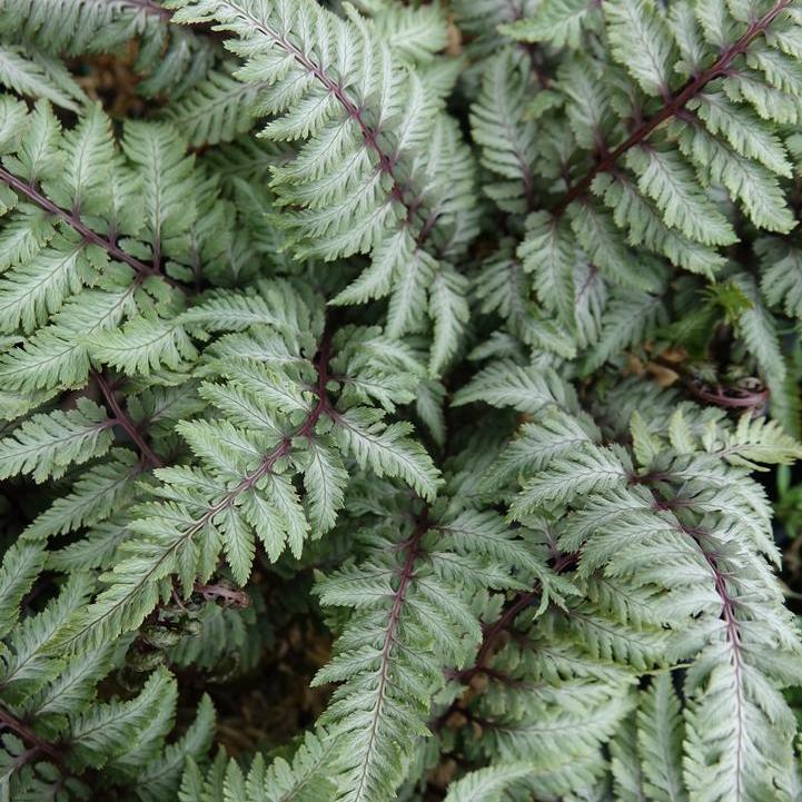 Japanese Painted Fern