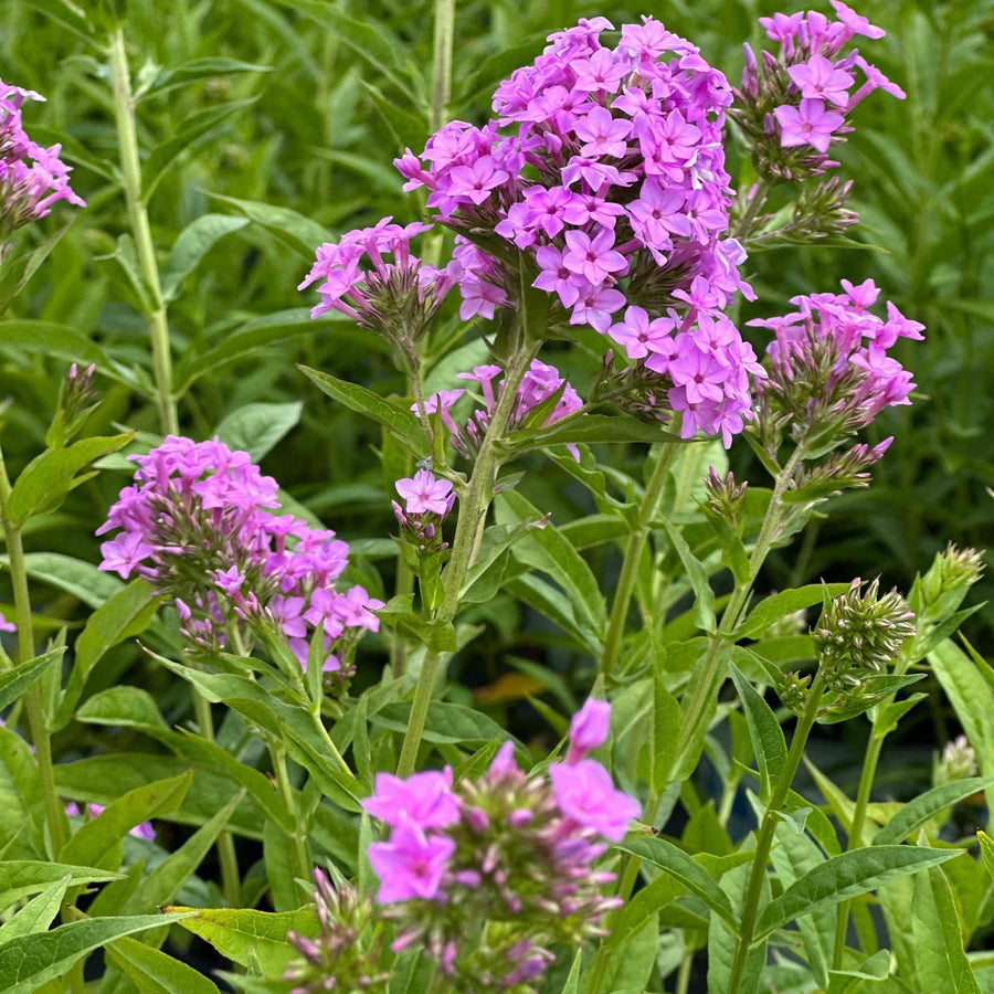 Jeana Garden Phlox