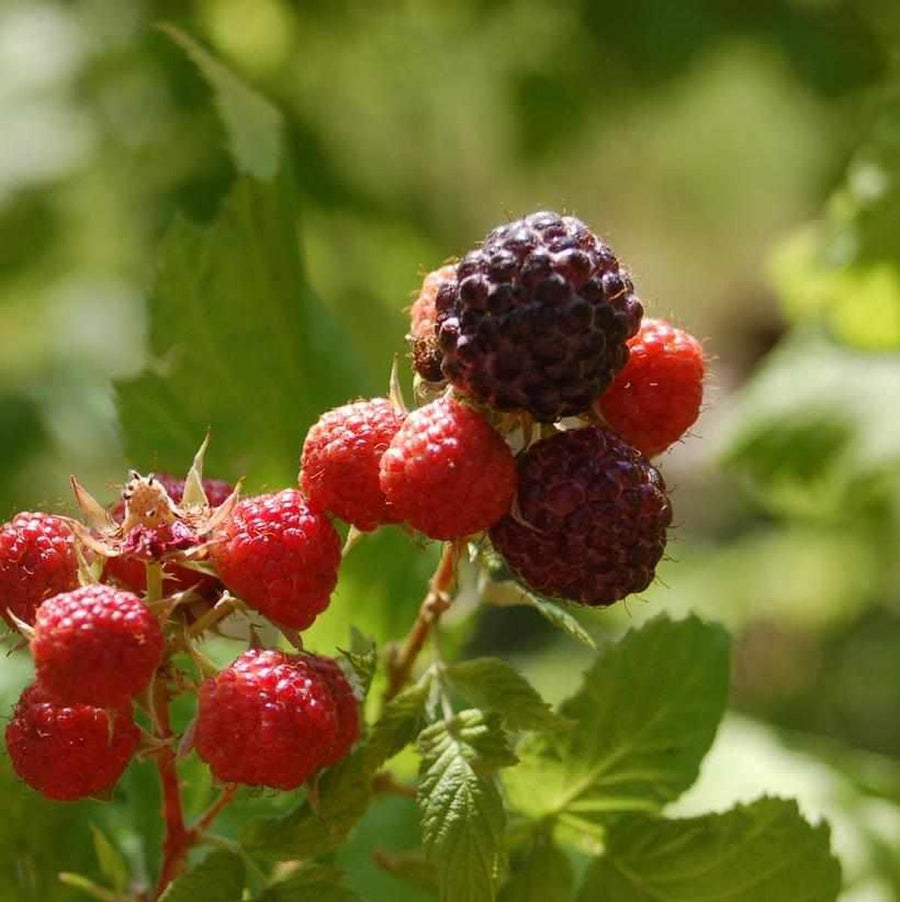 Pearl Raspberry Back Labewl Jewel Black Raspberry – Spotswood Greenery