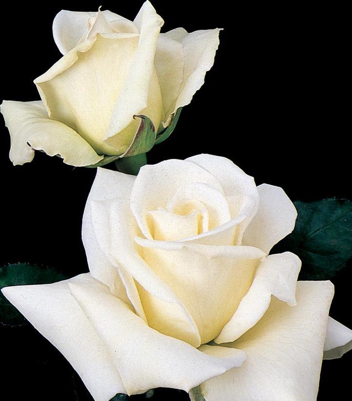 John F. Kennedy Hybrid Rose