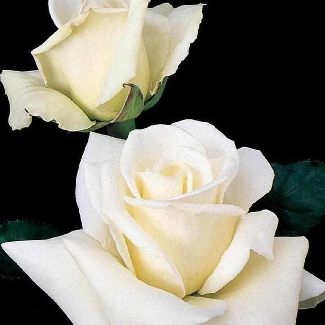 John F. Kennedy Hybrid Rose |Prides Corner Farms