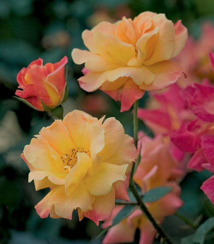 Josephs Coat Climbing Rose
