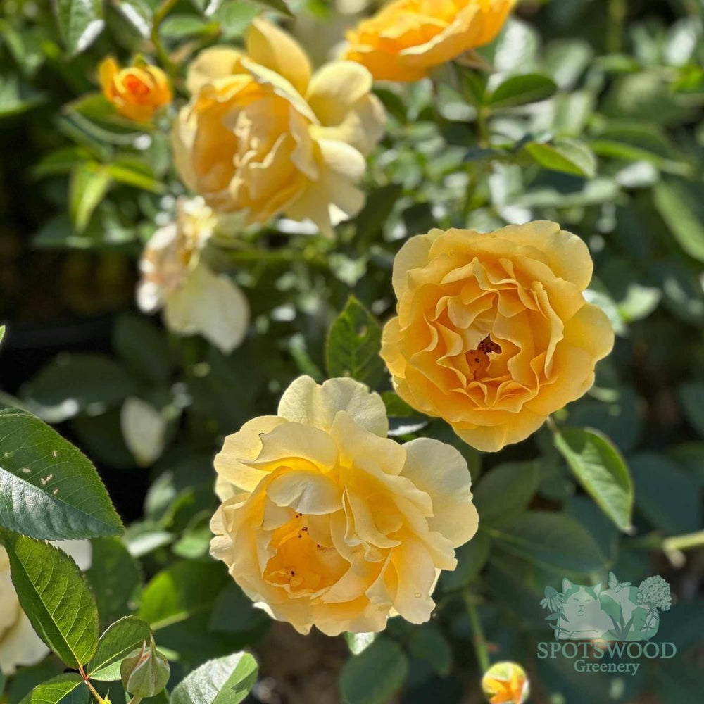 Julia Child® Floribunda Rose