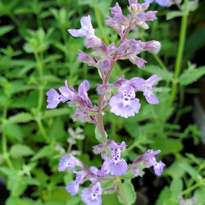 Junior Walker® Catmint