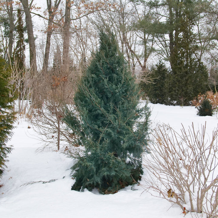 A tall, conical evergreen tree with dense blue-green needles standing in a snowy outdoor yard. |Proven Winners®