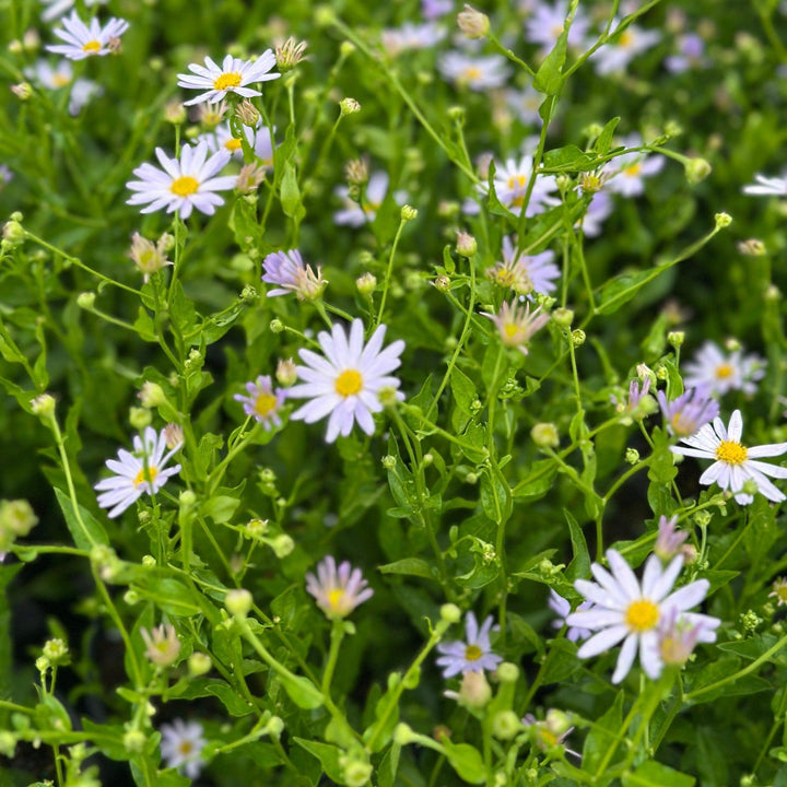 Blue Star Japanese Aster |Spotswood Greenery