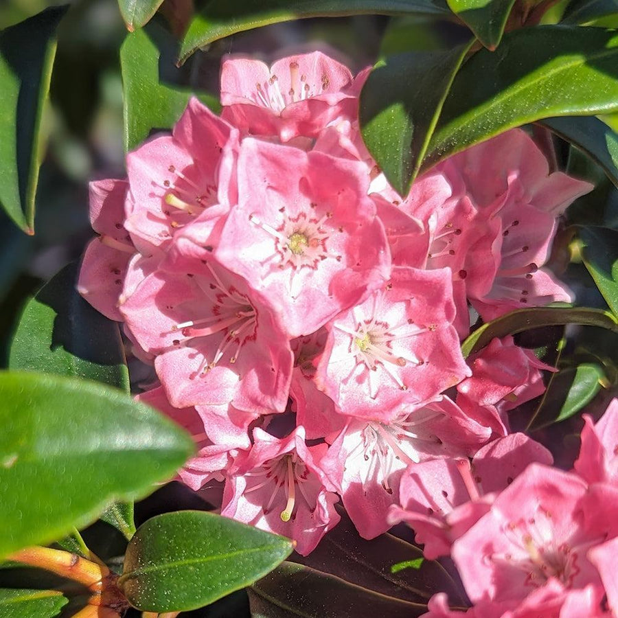 Bridesmaid Mountain Laurel |Prides Corner Farms