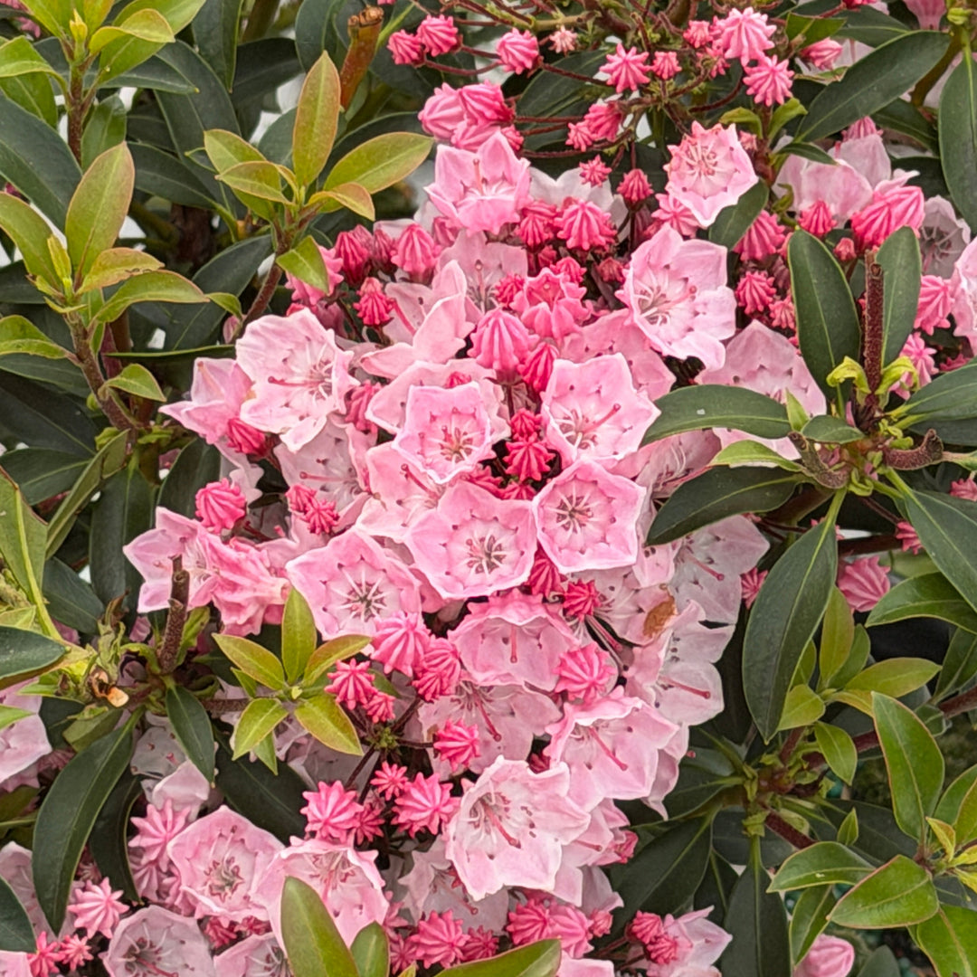 Tinkerbell Mountain Laurel |Spotswood Greenery