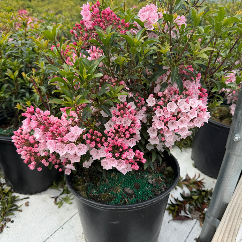 Tinkerbell Mountain Laurel |Spotswood Greenery
