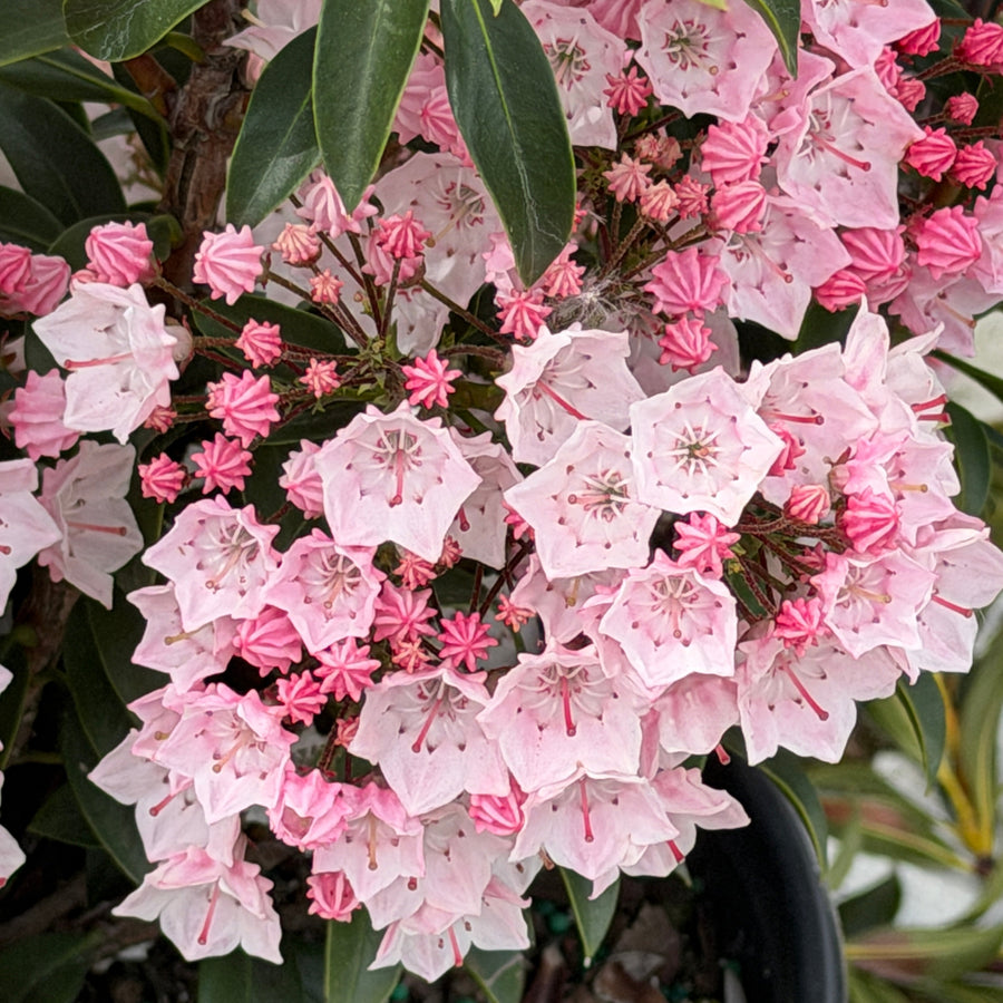 Tinkerbell Mountain Laurel |Spotswood Greenery