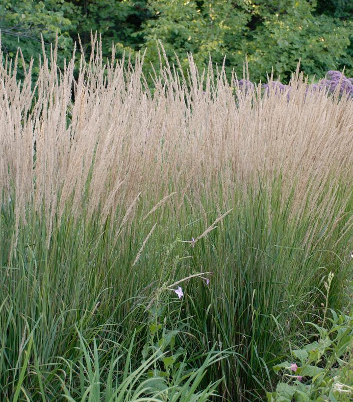 Karl Foerster Feather Reed Grass