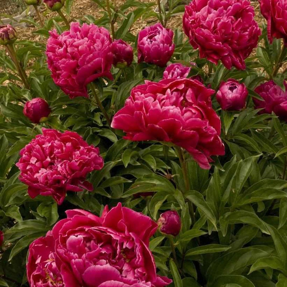 Karl Rosenfield Double Peony |Prides Corner Farms