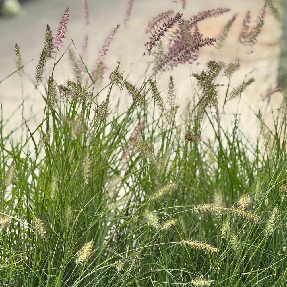 Karley Rose Fountain Grass
