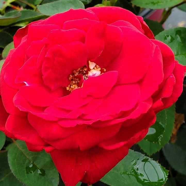 Kashmir Rose