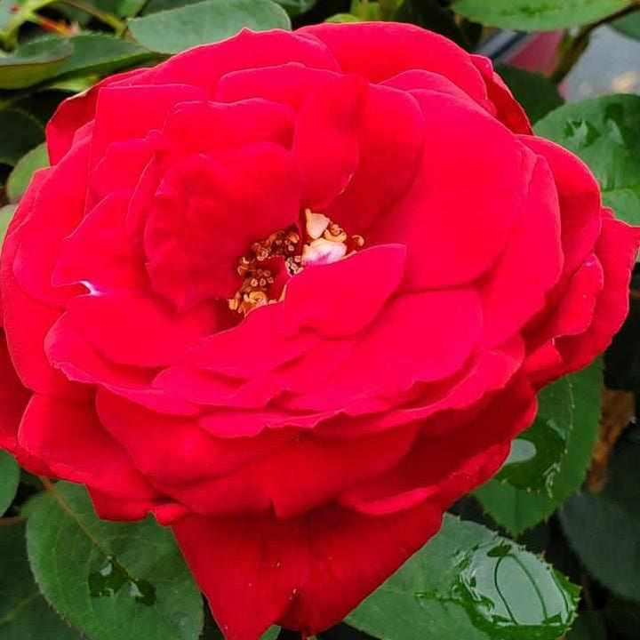 Kashmir Rose