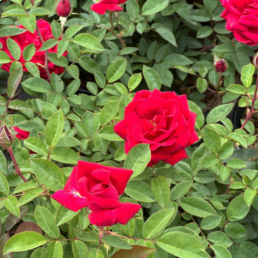 Kashmir Rose