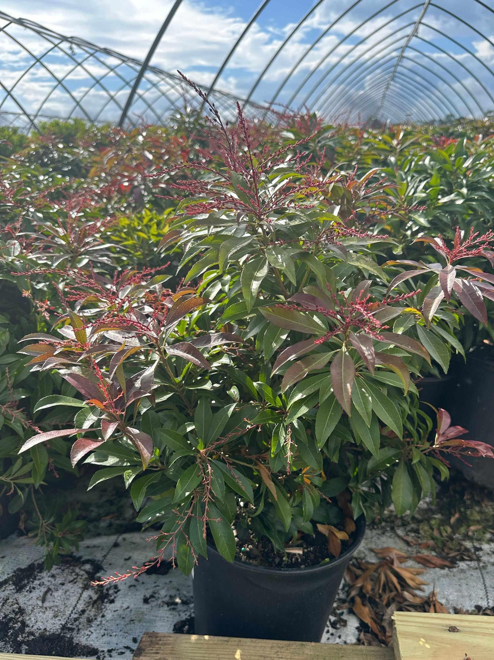 Katsura Andromeda