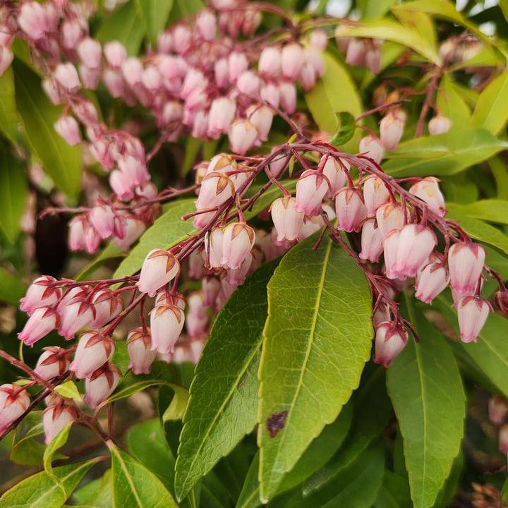 Katsura Andromeda