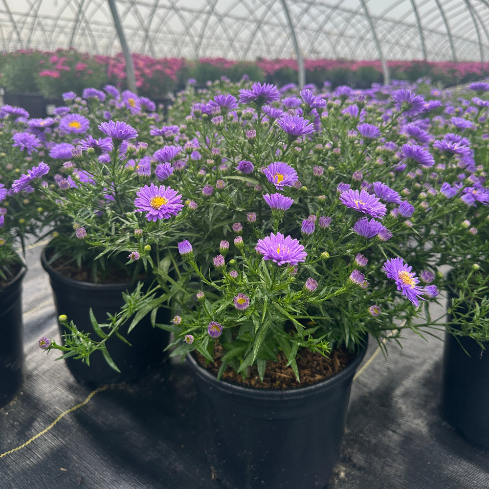 aster-kickin-purple