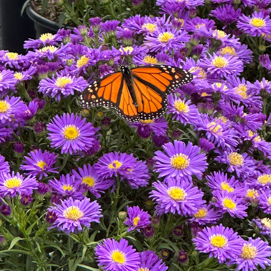 aster-kickin-purple