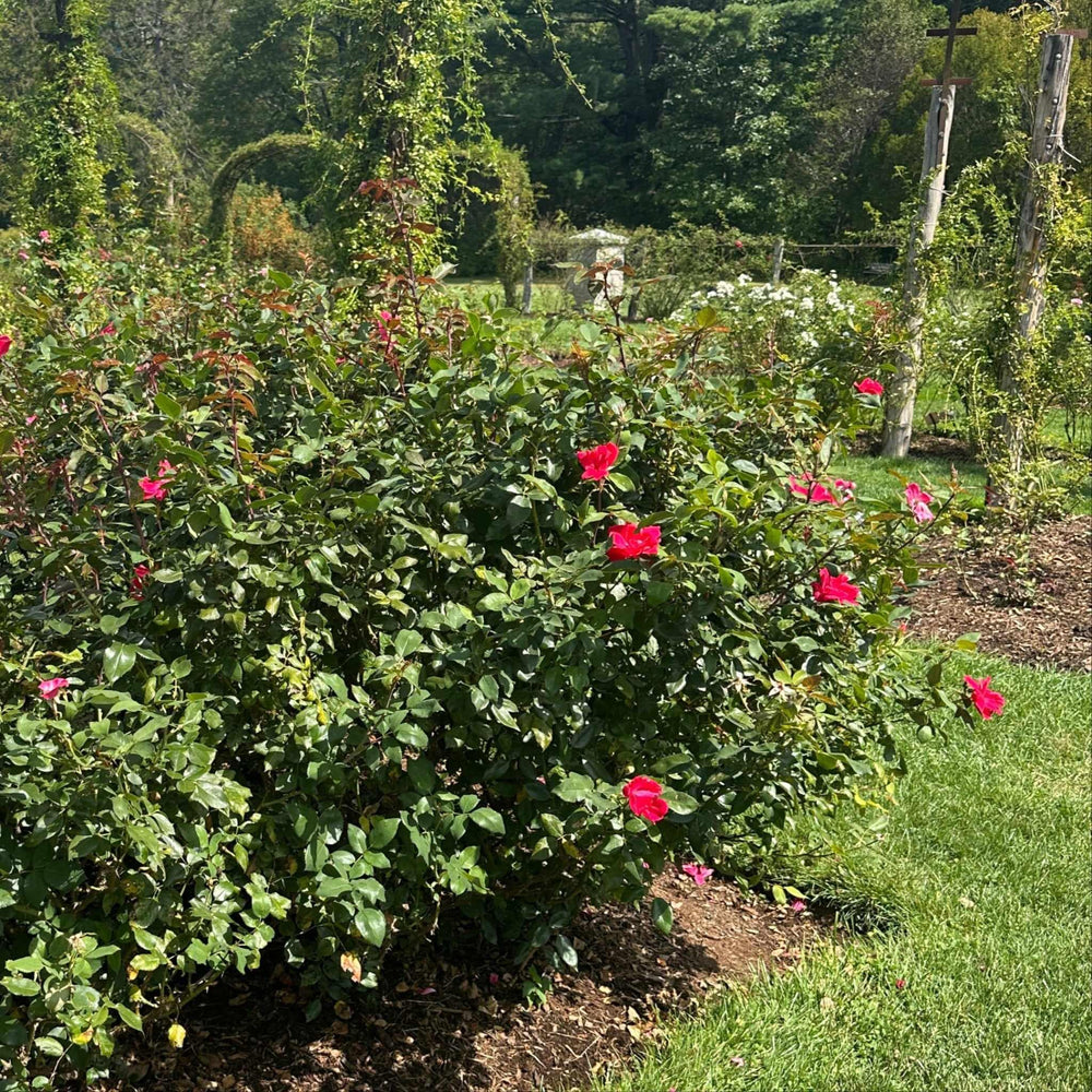 Knock Out® Rose