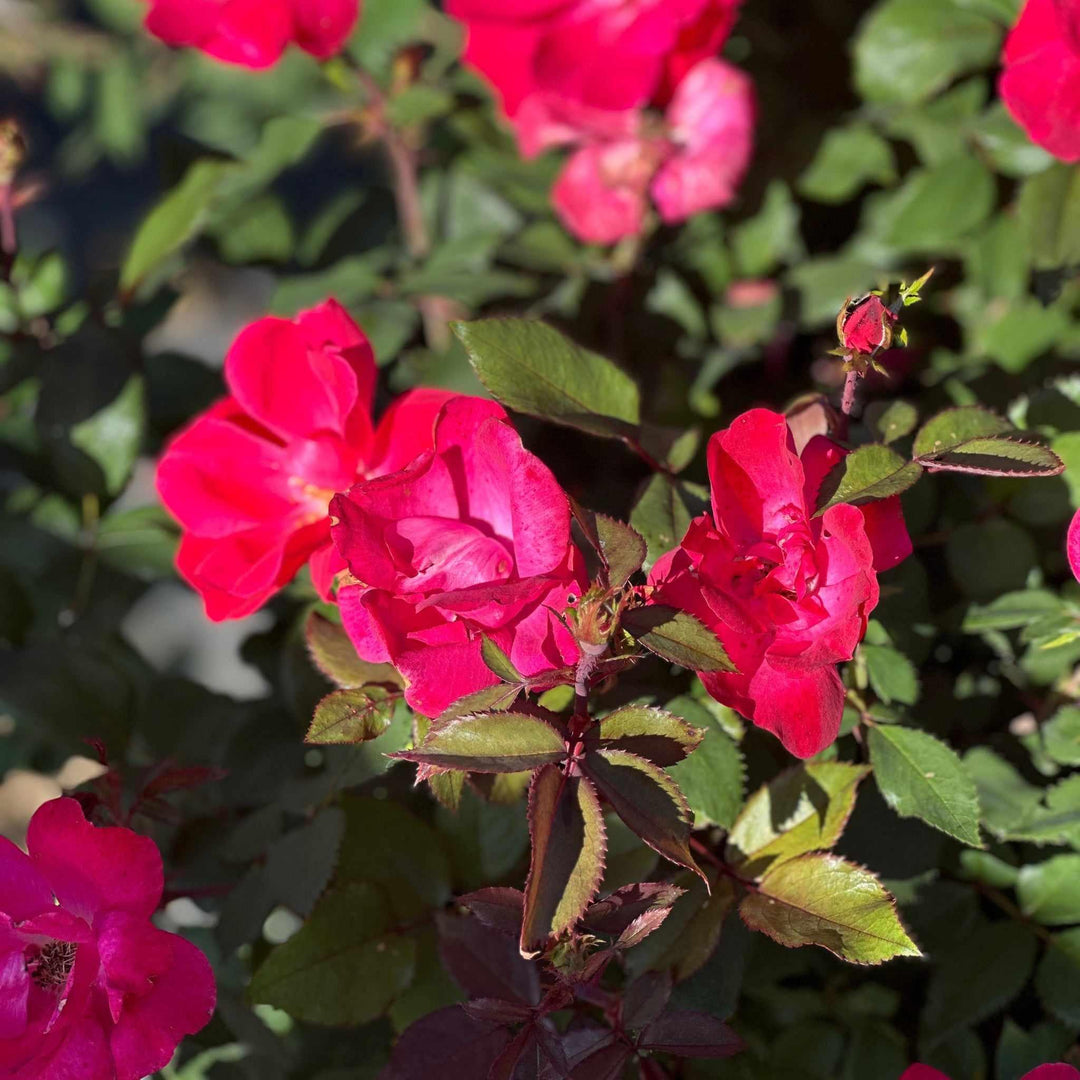 Knock Out® Rose