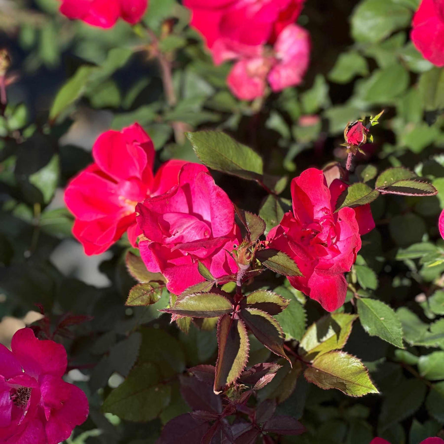 Knock Out® Rose