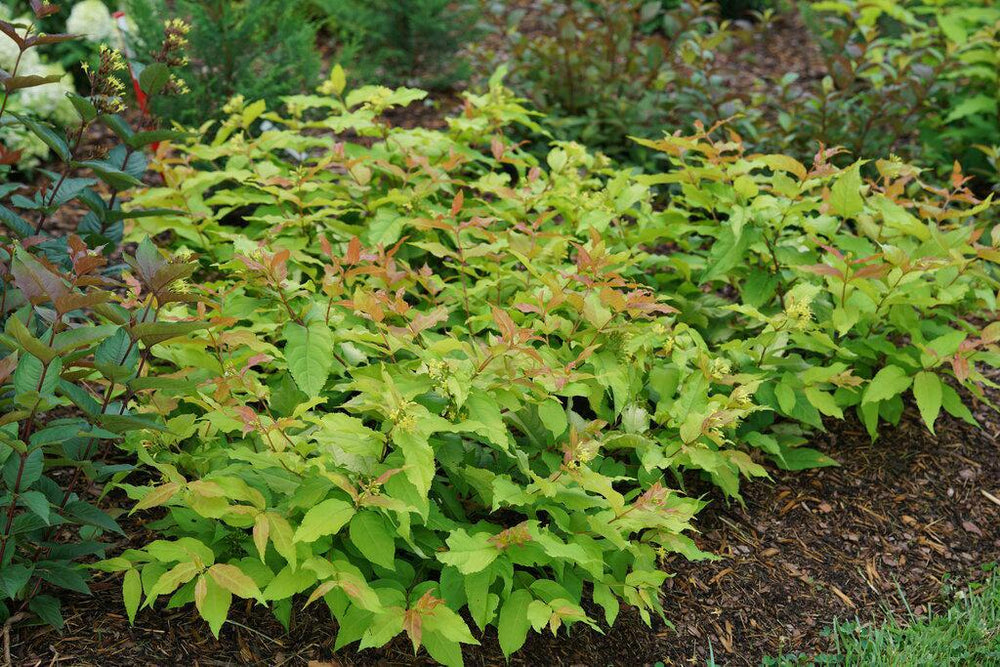 Kodiak Fresh® Bush Honeysuckle