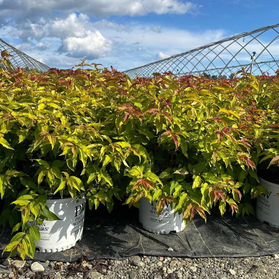 Kodiak Fresh® Bush Honeysuckle
