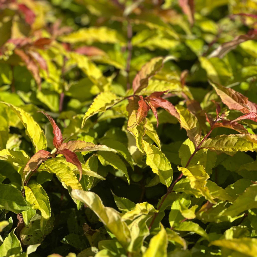 Kodiak Fresh® Bush Honeysuckle