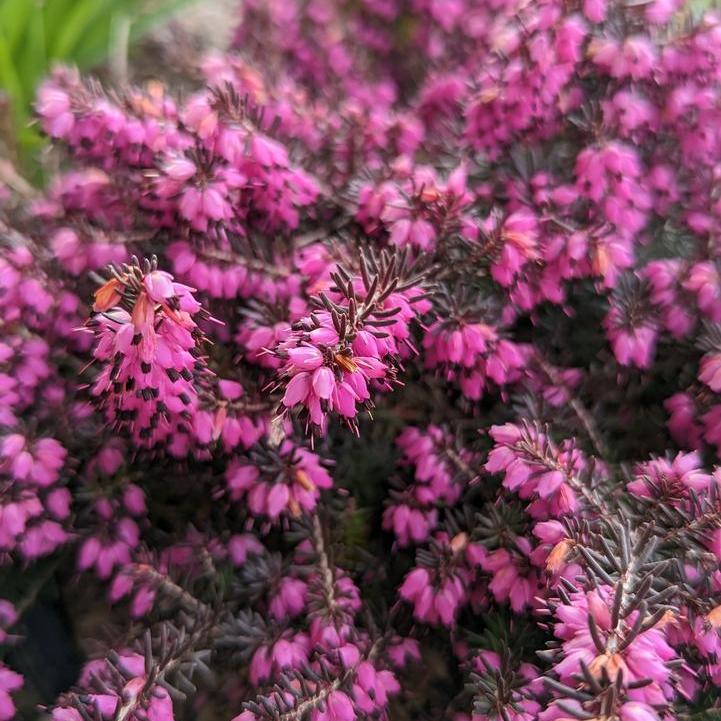 Kramers Red Spring Heather