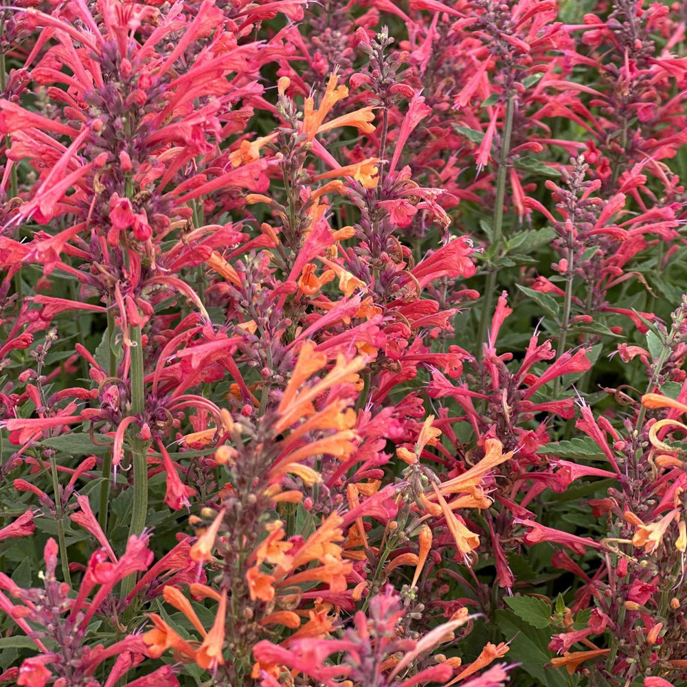 Kudos® Coral Hummingbird Mint