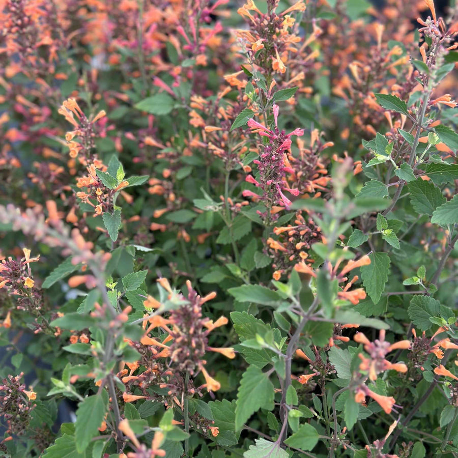 Kudos® Mandarin Hummingbird Mint