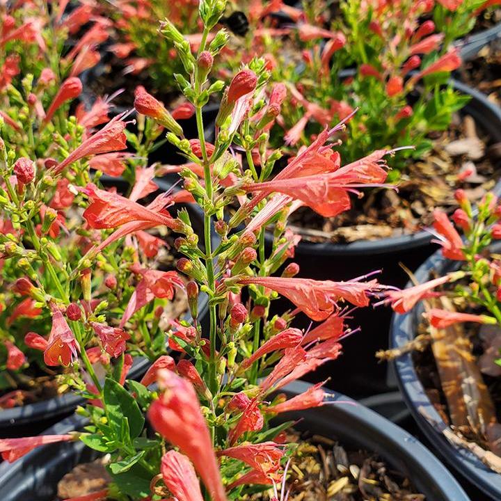 Kudos® Red Dwarf hummingbird mint