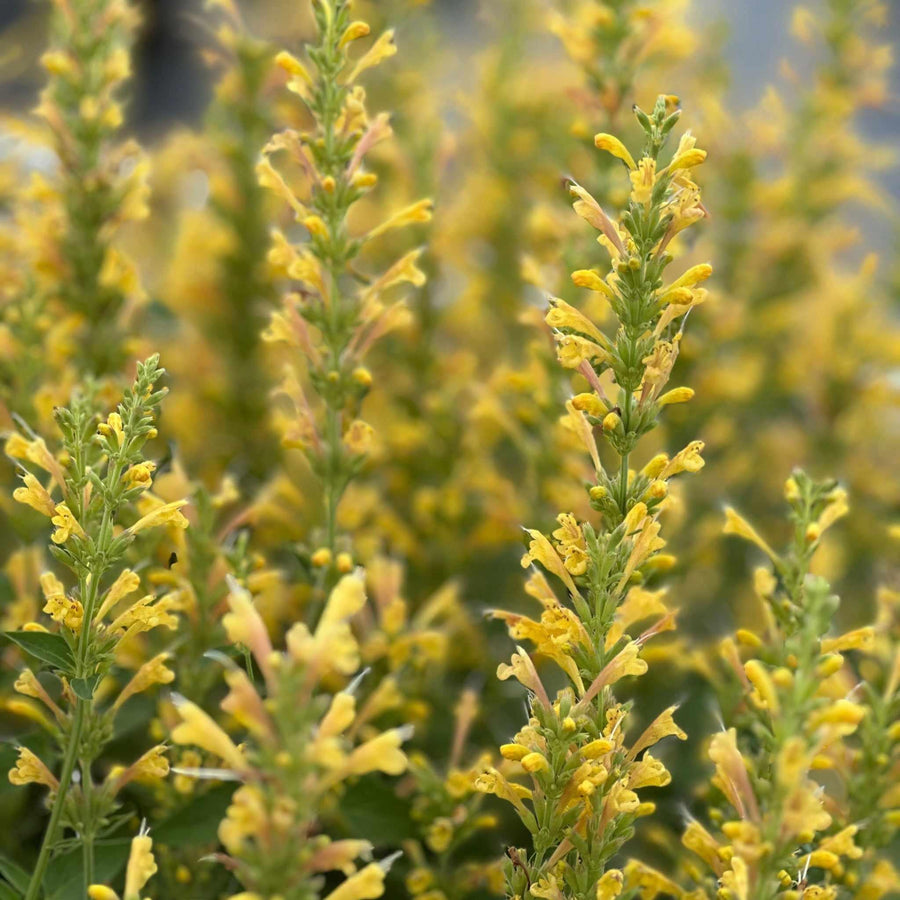Kudos® Yellow Hummingbird Mint