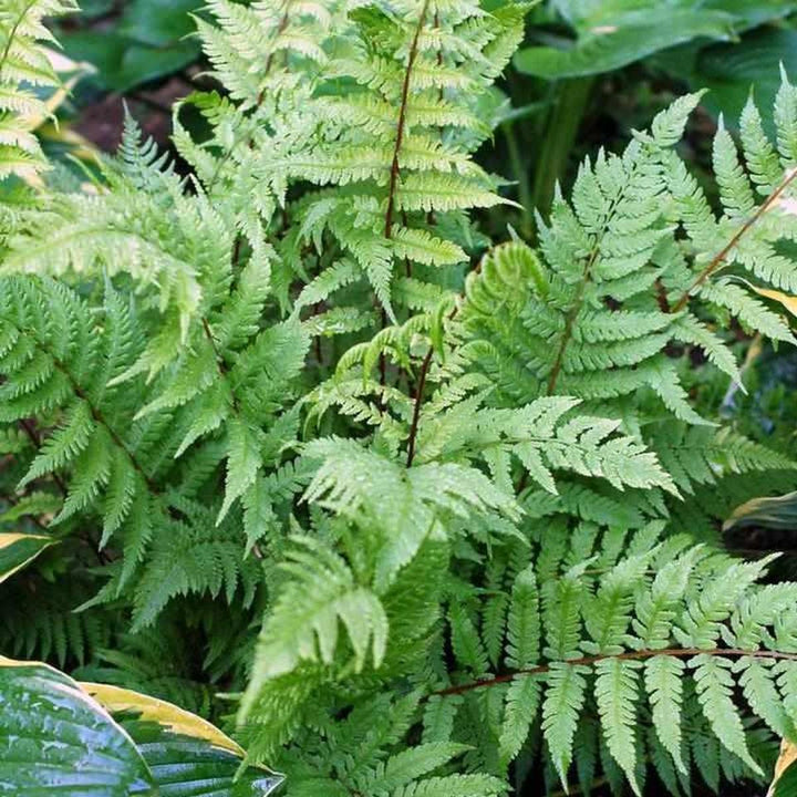 Lady in Red Lady Fern |Prides Corner Farms
