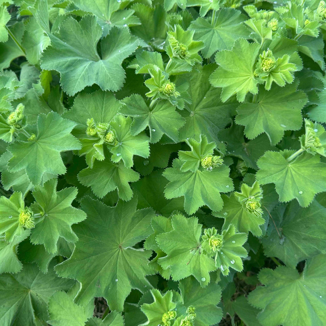 alchemilla-mollis-ladys-mantle