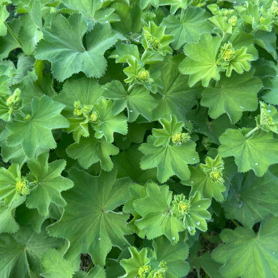 alchemilla-mollis-ladys-mantle