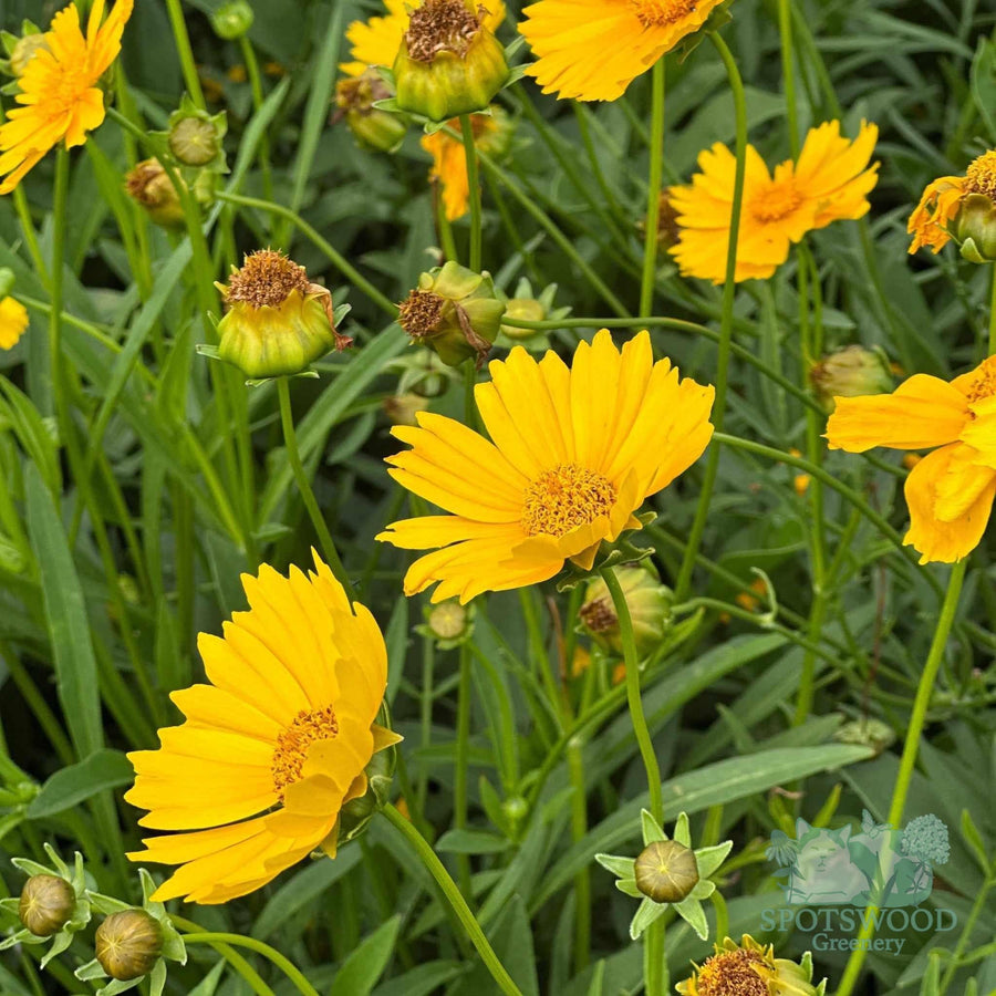Lance-leaved Loosestrife