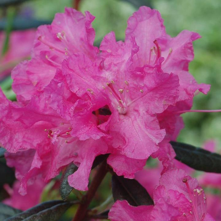 Landmark Rhododendron