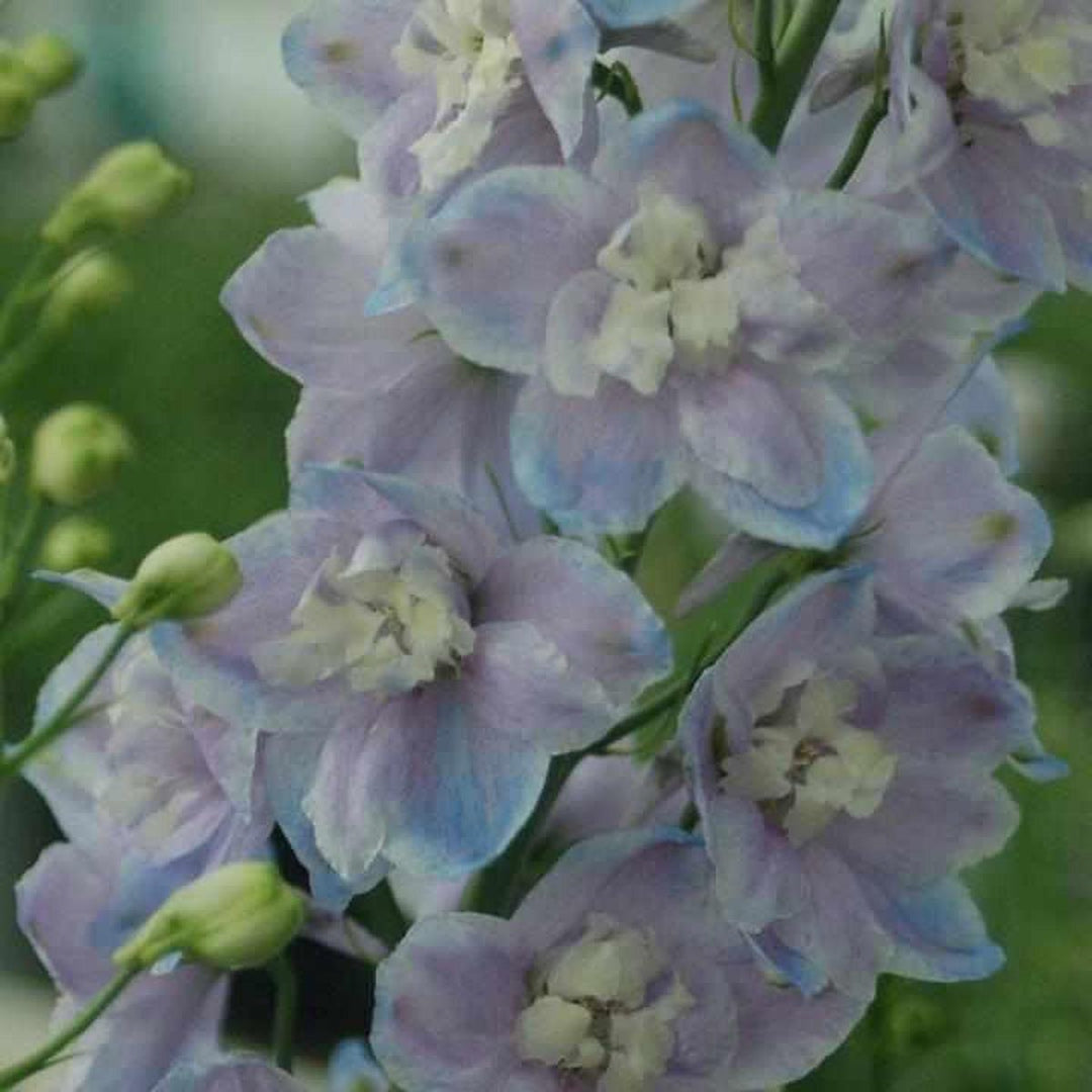 Lavender Guardian Larkspur |Prides Corner Farms