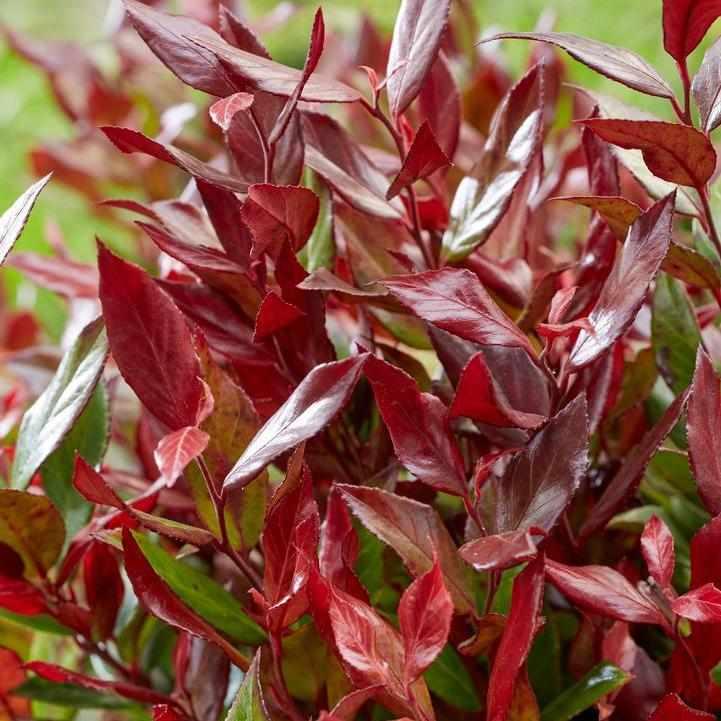 Leafscape® Little Flames Leucothoe