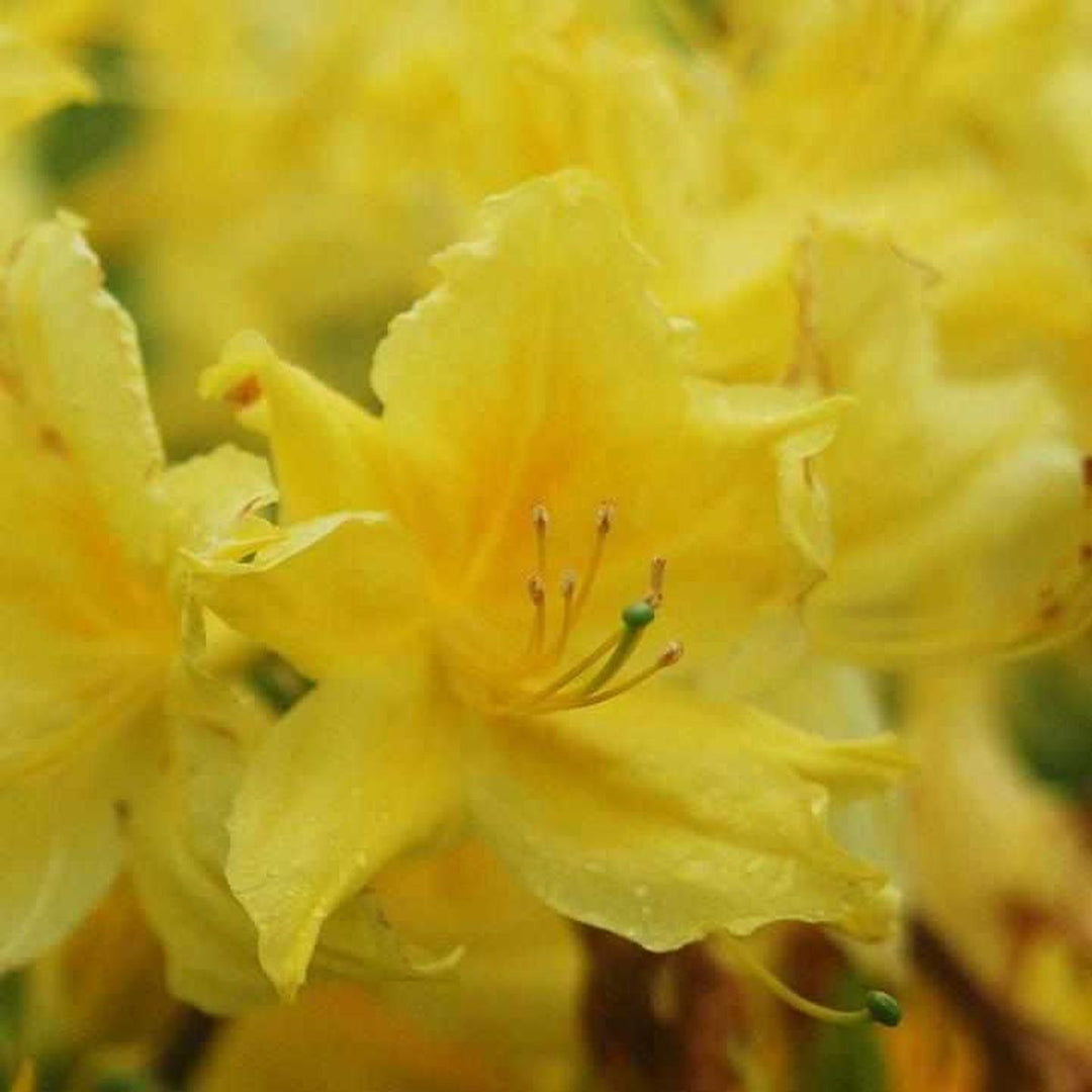 Lemon Lights Azalea |Prides Corner Farms