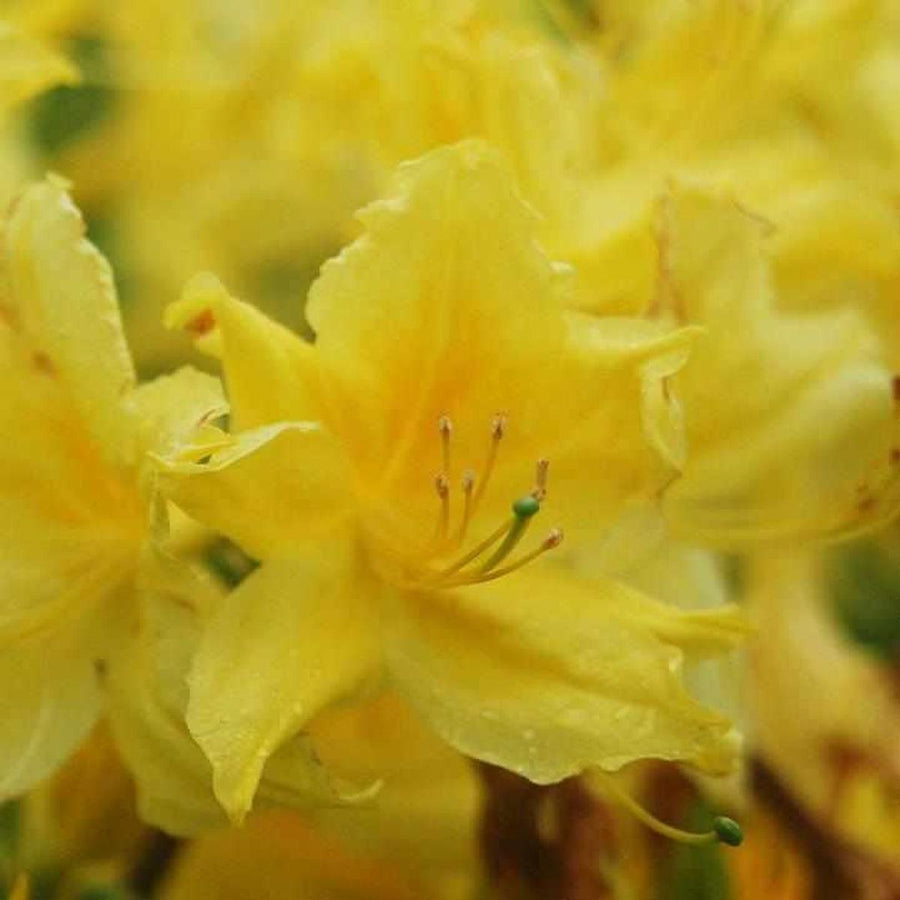 Lemon Lights Azalea |Prides Corner Farms